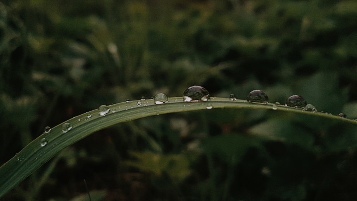 Raindrops