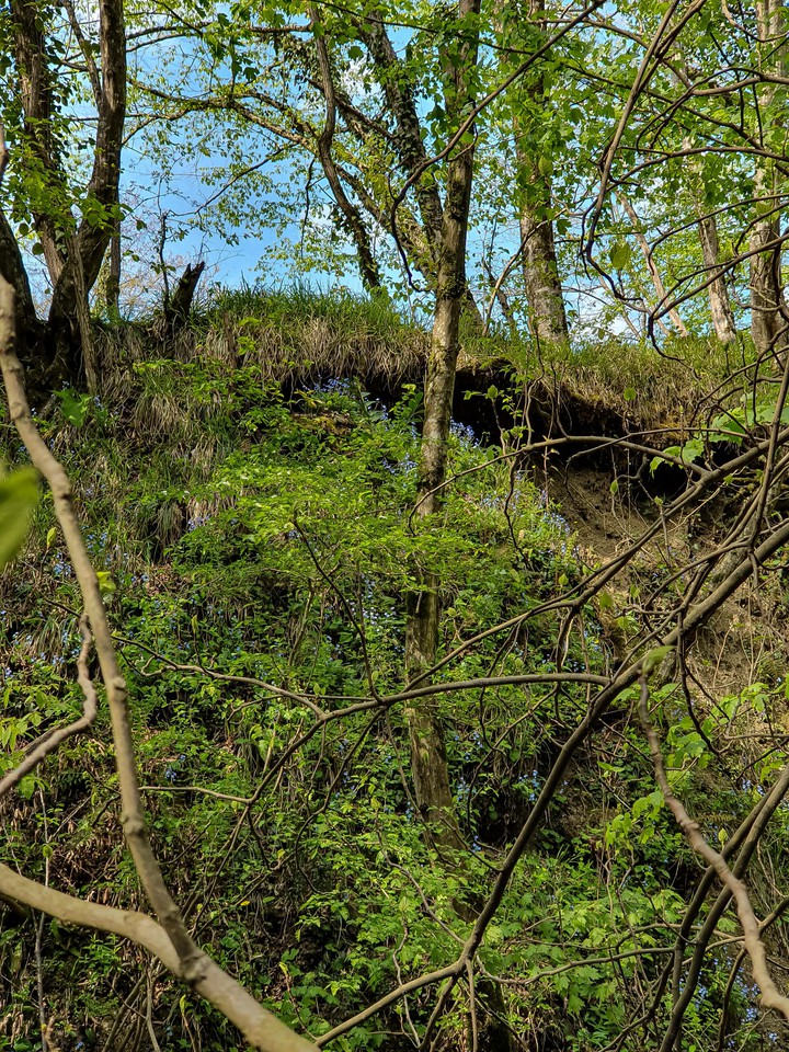 spring
