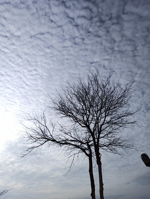 The Sad and Lonely Tree