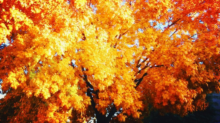 Fall in Arizona
