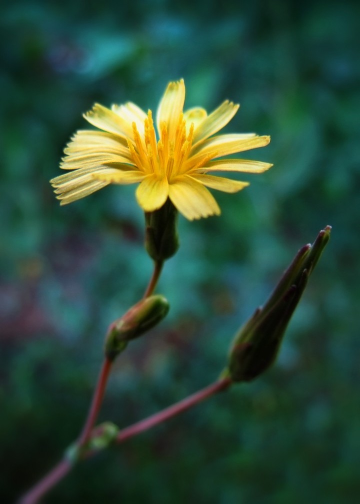 Prickly lettuce/China lettuce