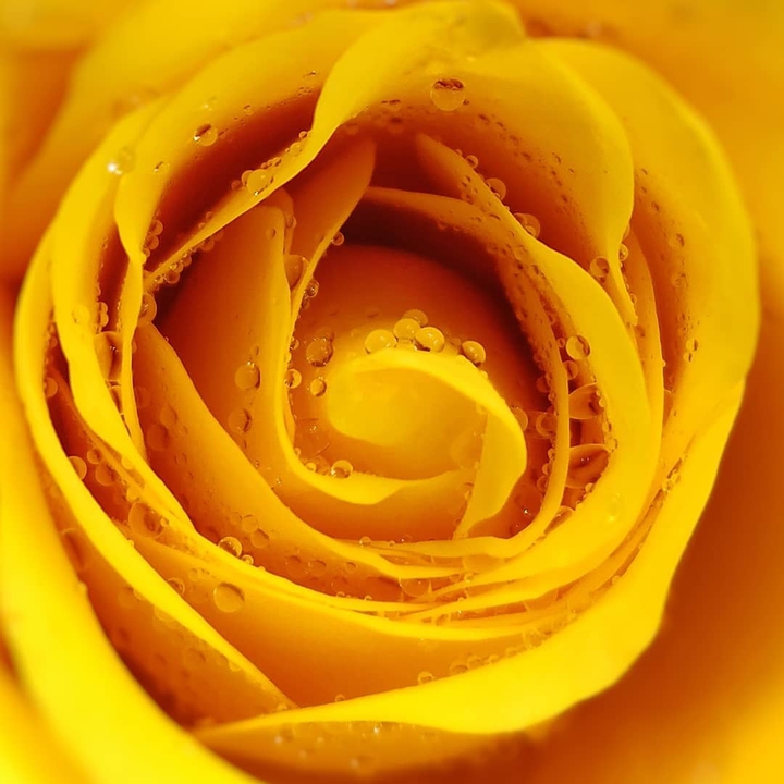 yellow rose ...