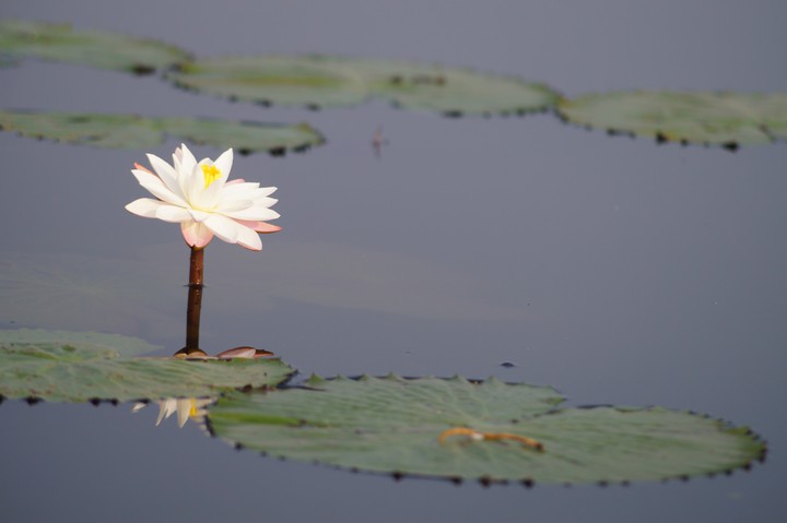 lotus