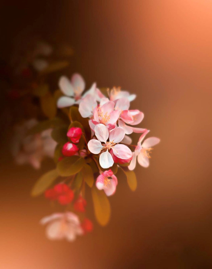 Cherries blossom