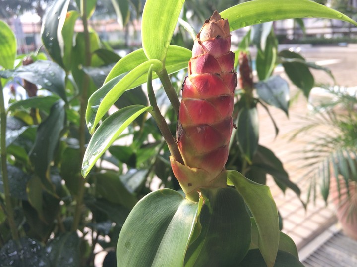 Unknown Flower