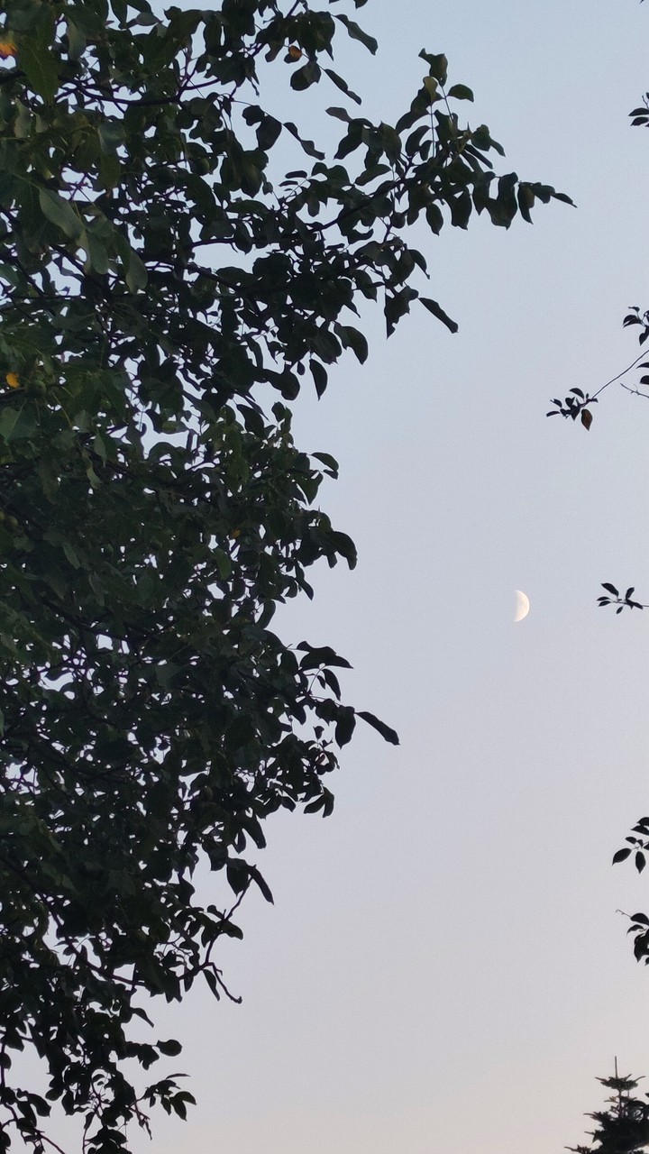 Moon
