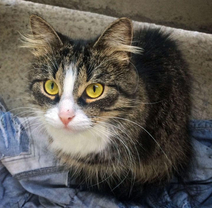 cat