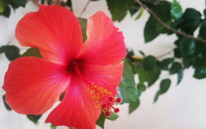 the life of this flower is only one day