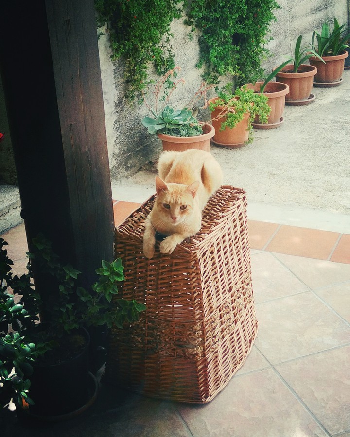 Cat position