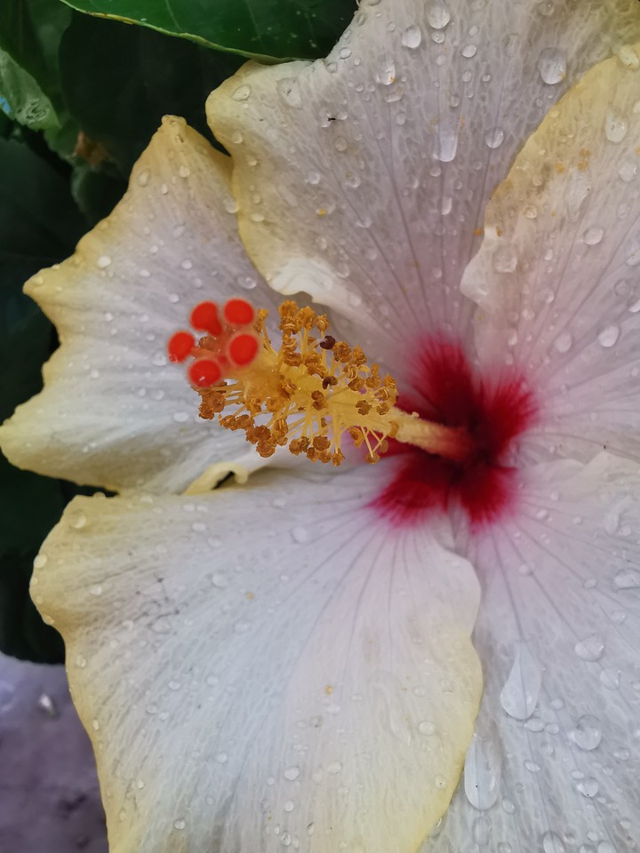 Ibiscus
