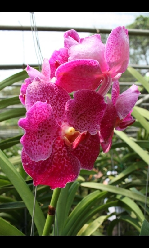 orchidée