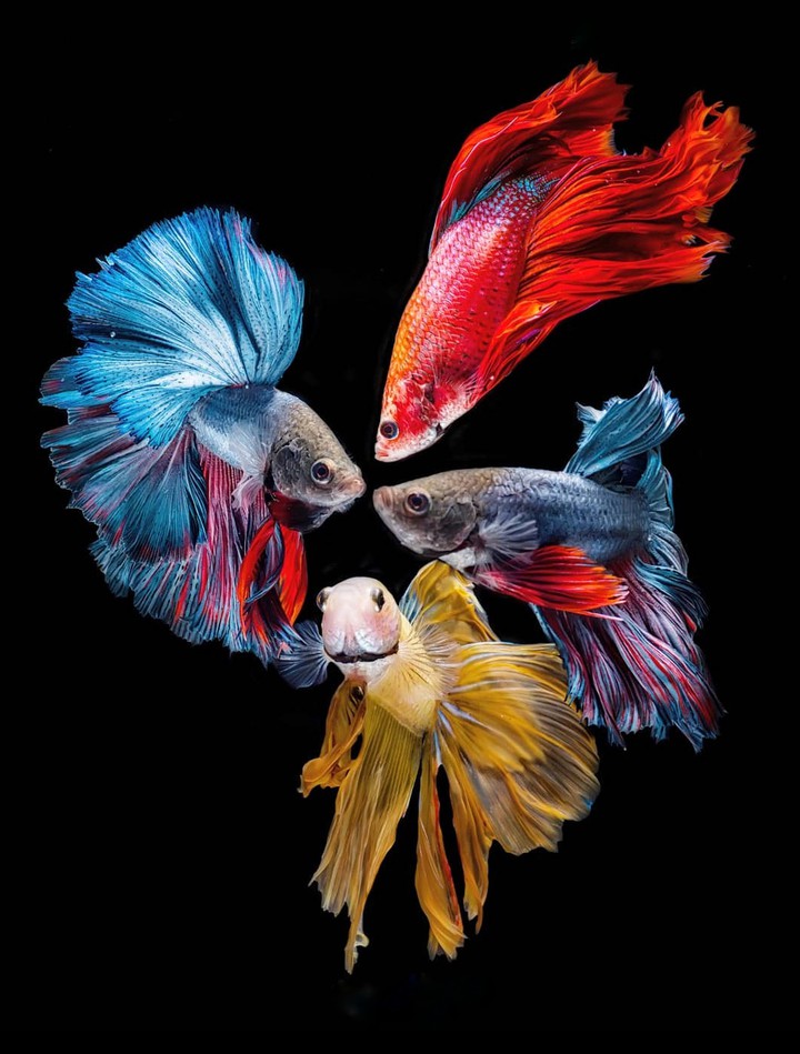 Betta fish