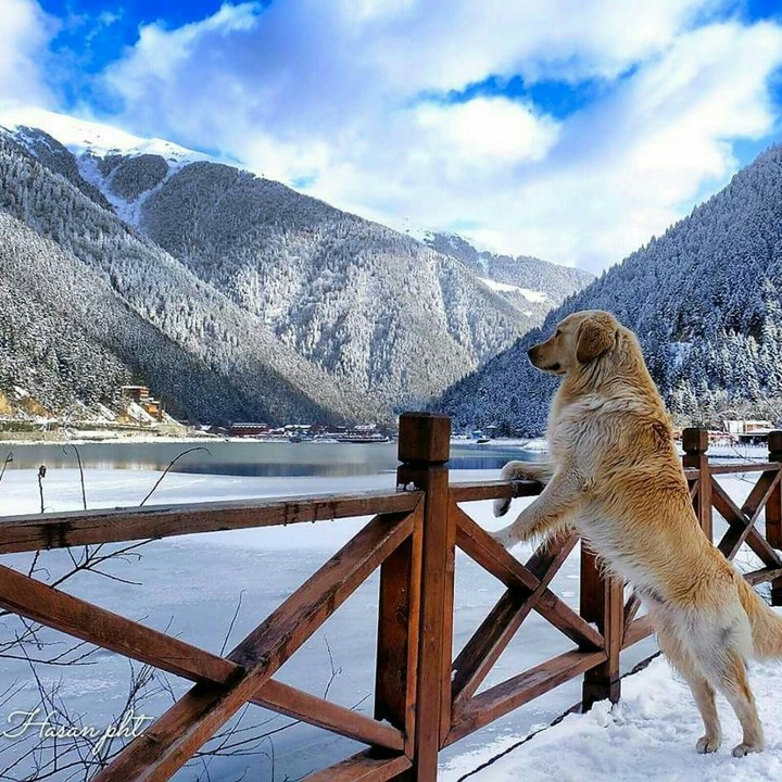 winter landscape dog