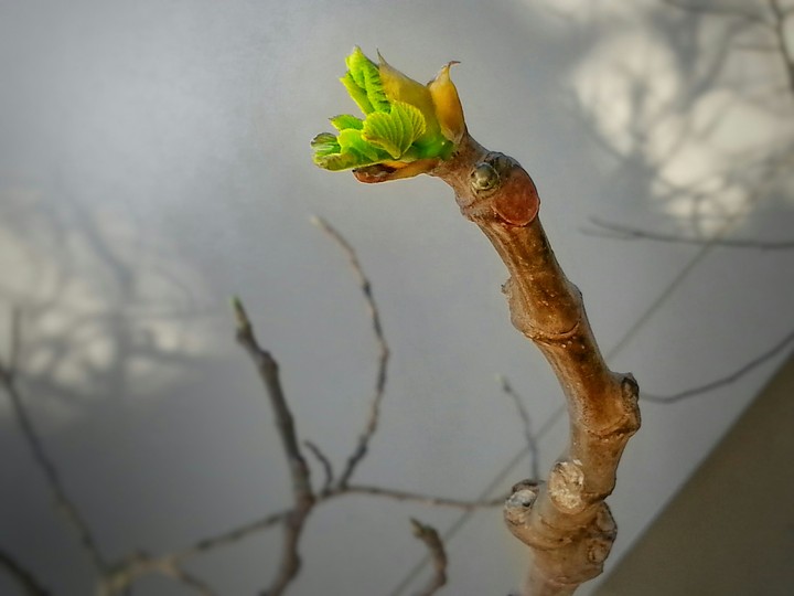 Spring
