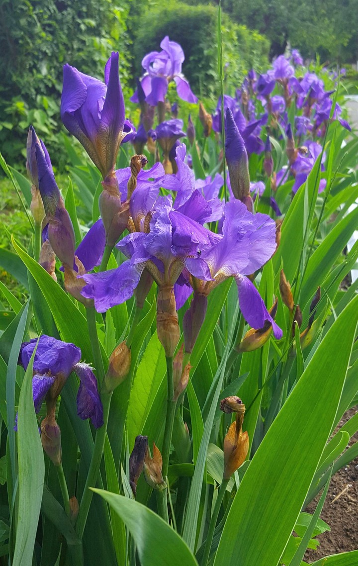 iris