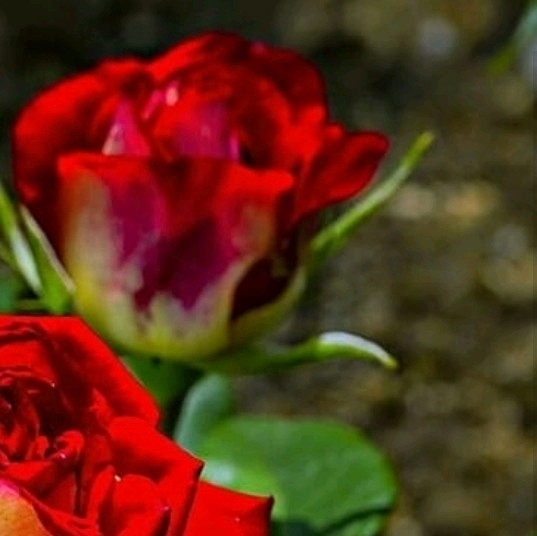4x Rose