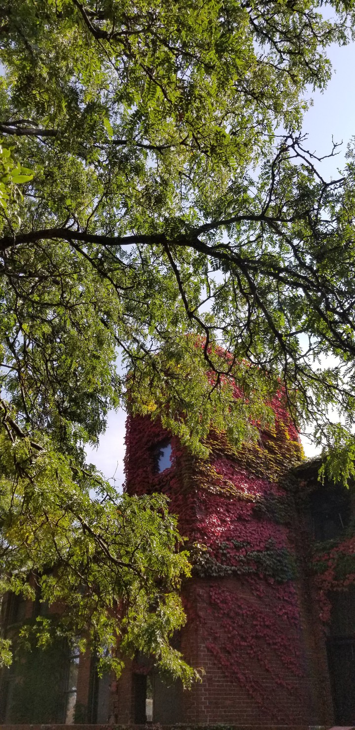 ivy building