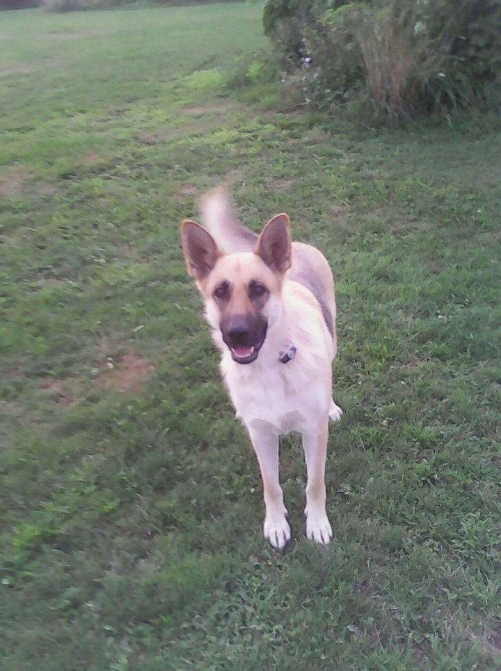 Dog