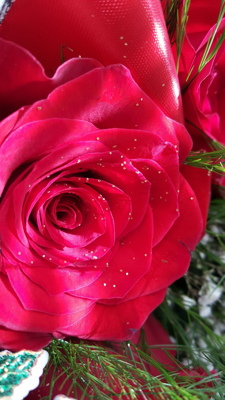beautiful red rose