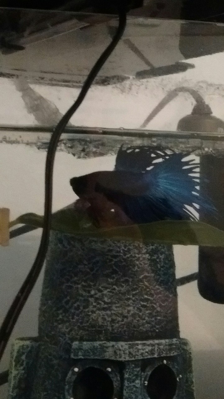 Betta Fish