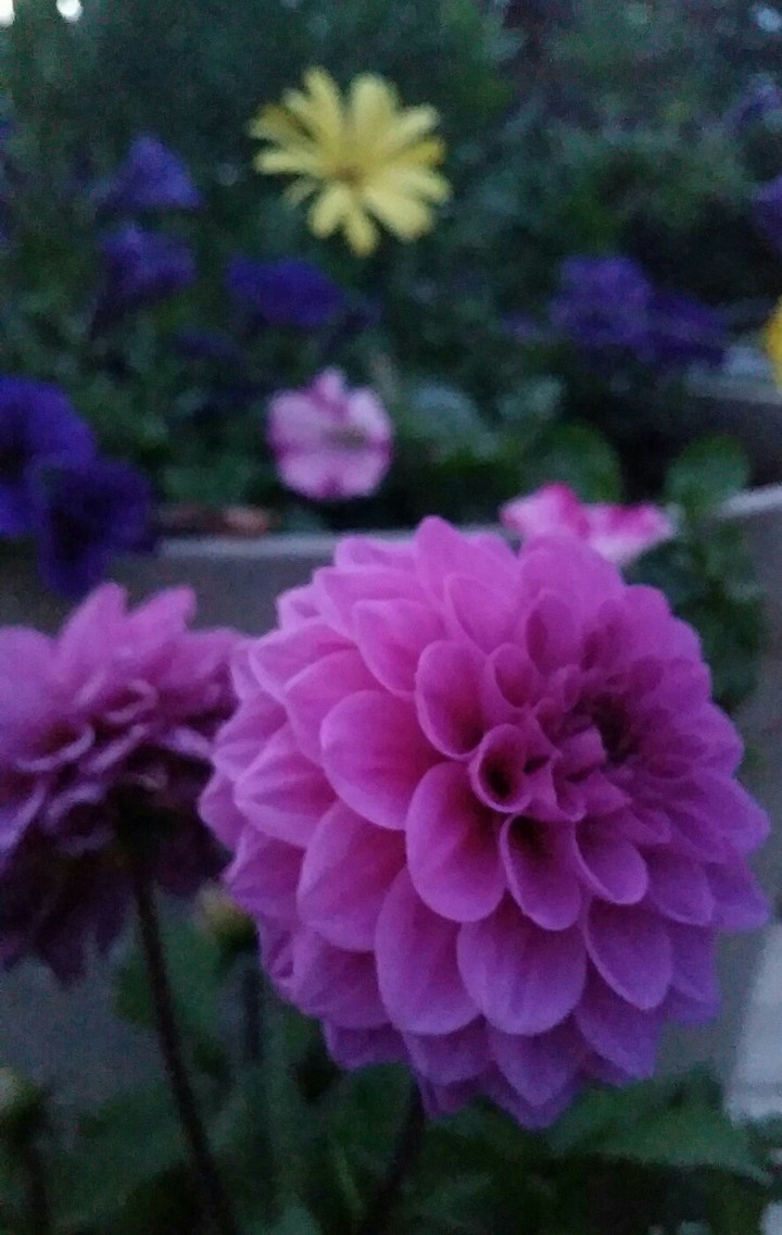 dahlia at dusk