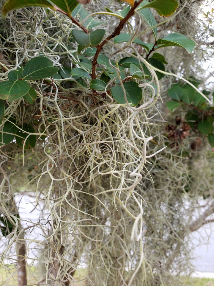 Spanish Moss on crape myrtle tree