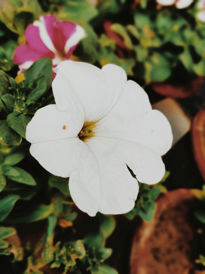 white#peace#flower#nature#mobileclick#lovephotography