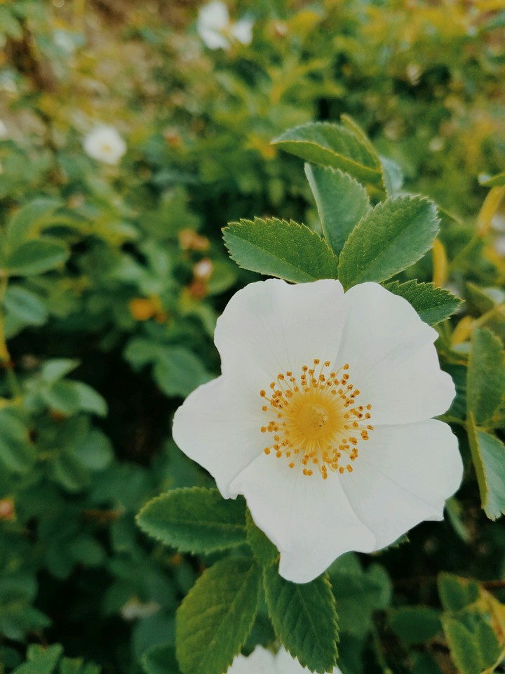 white loneliness
