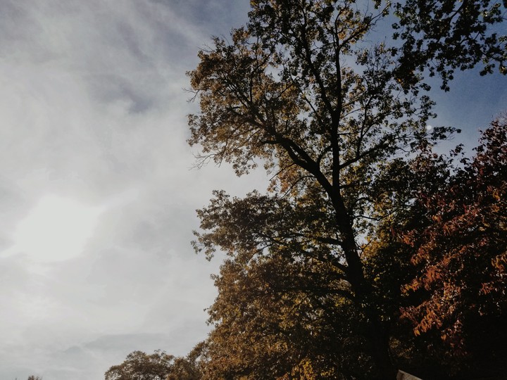 Trees