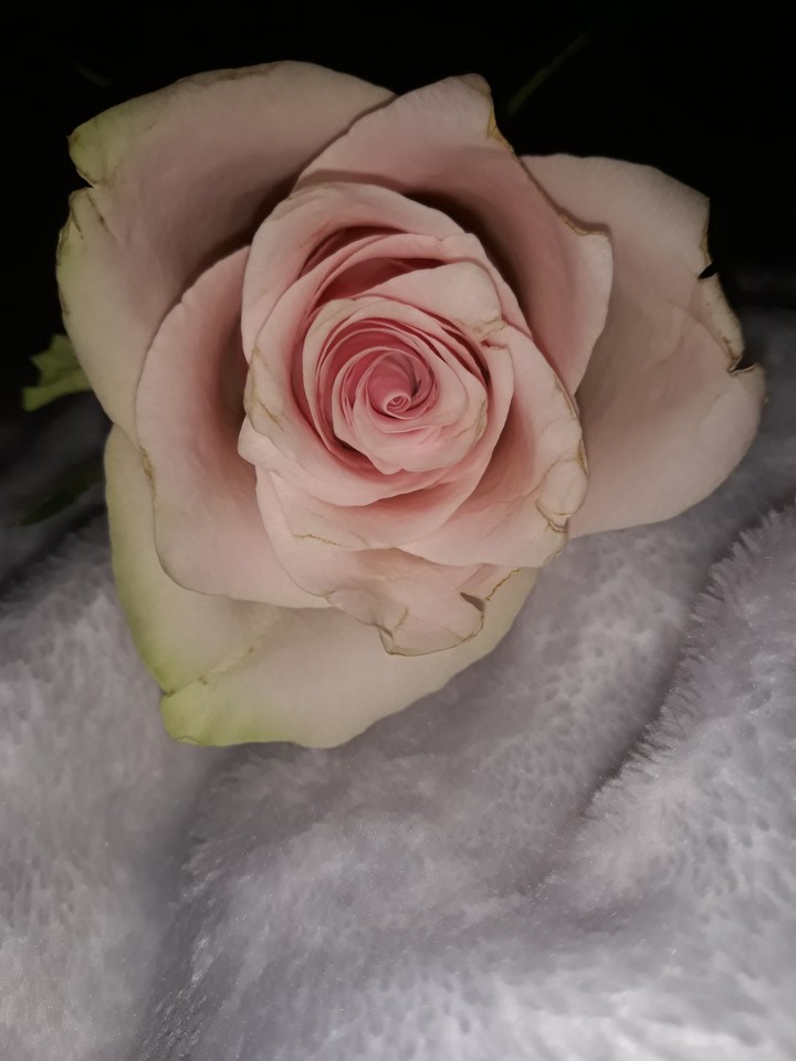rose