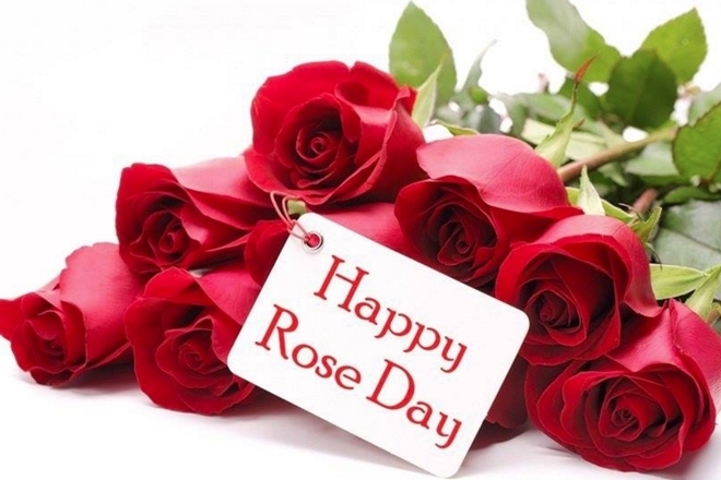 February 7 happy rose day