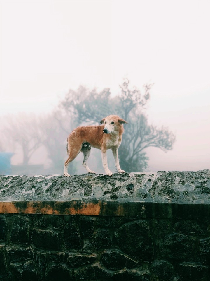 wolf like dog in foggy rains