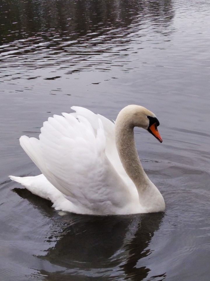 Swan