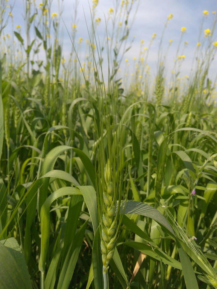 crop