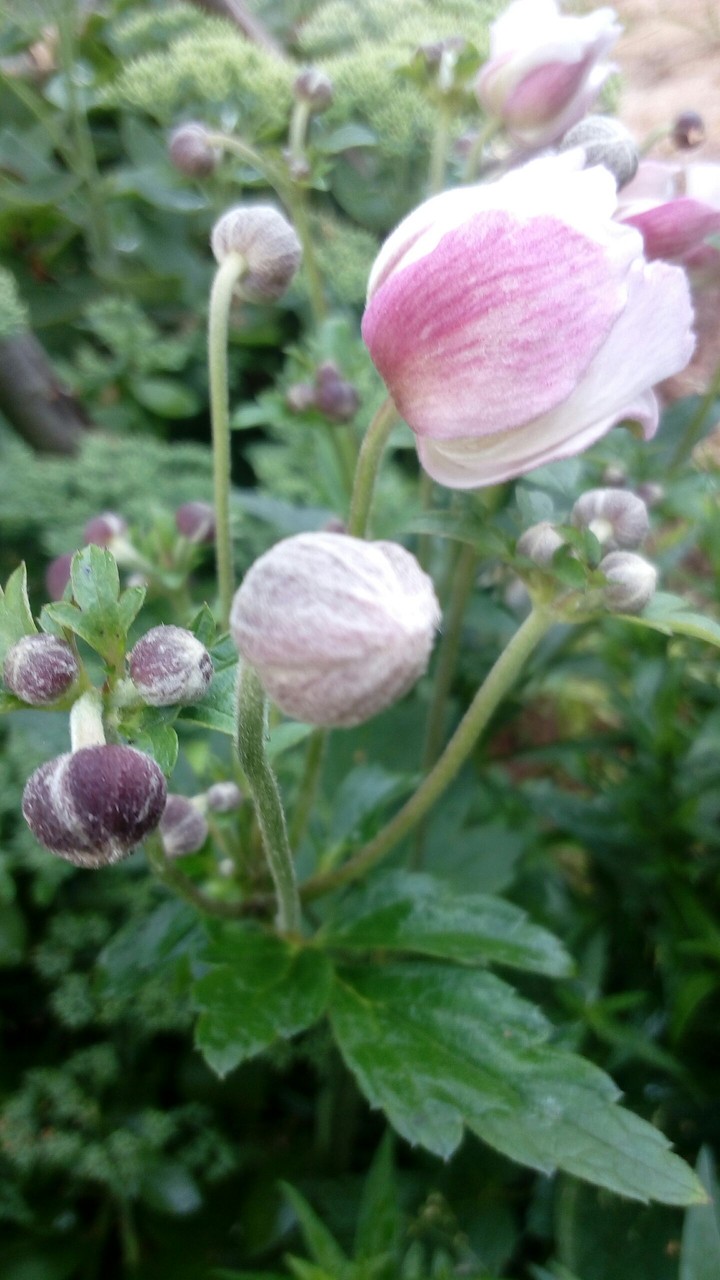 Summer flover