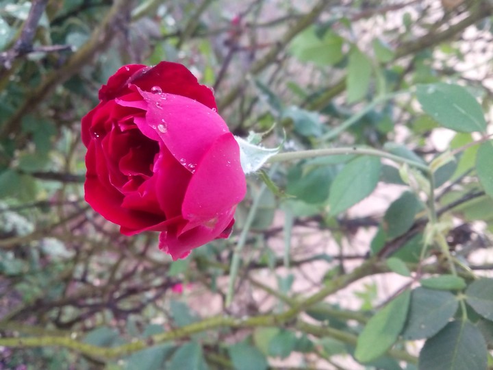 rose lover