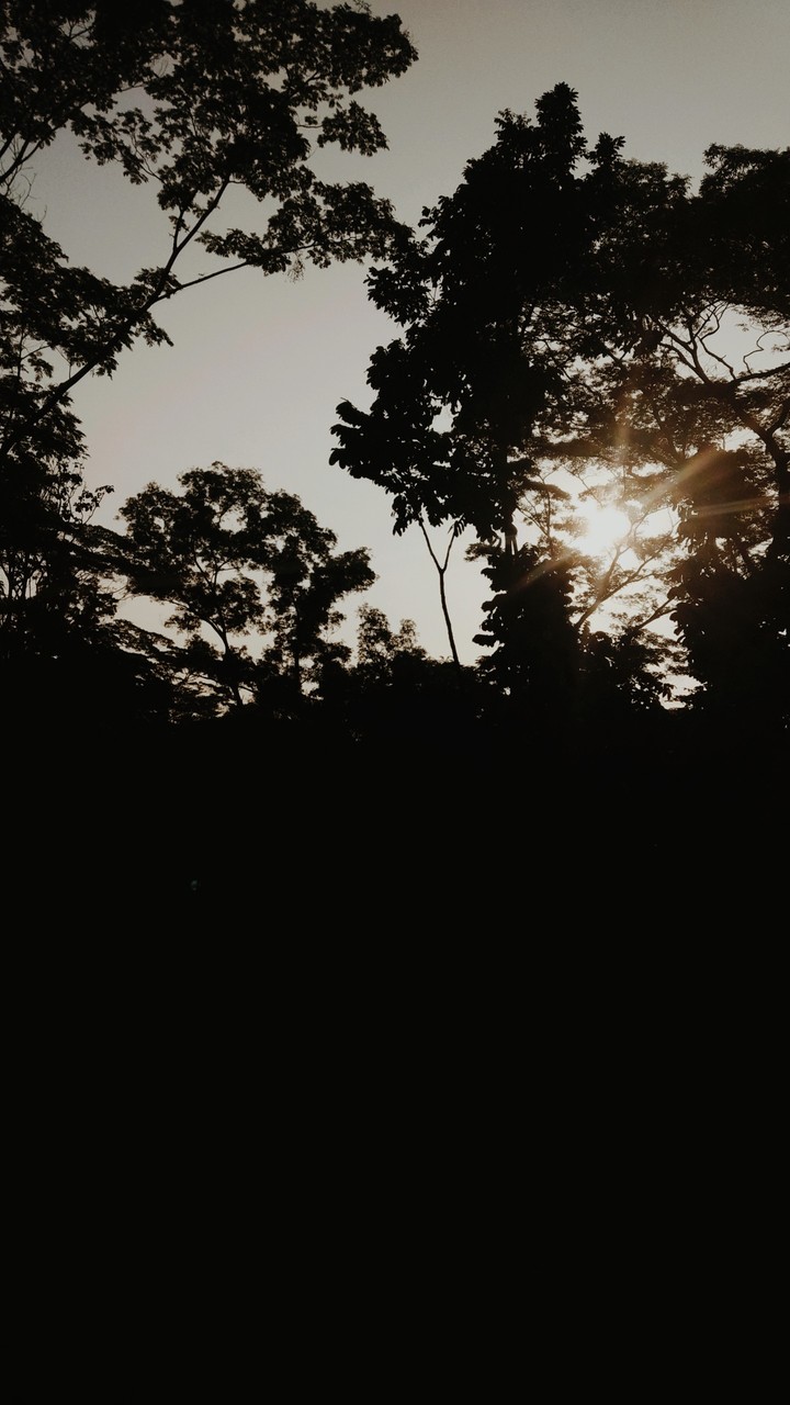trees