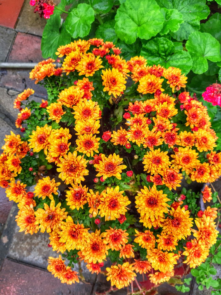 yellow amazing