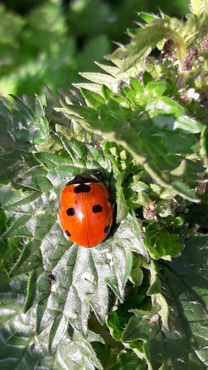 nature