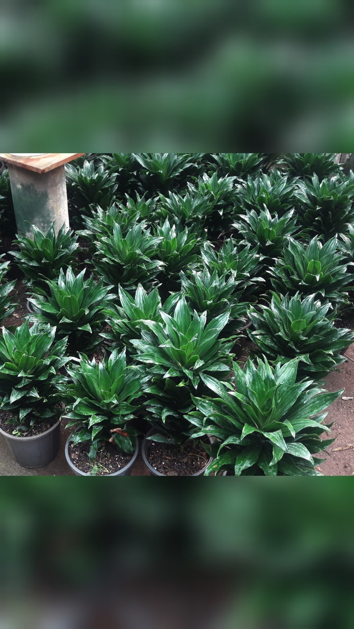 plant