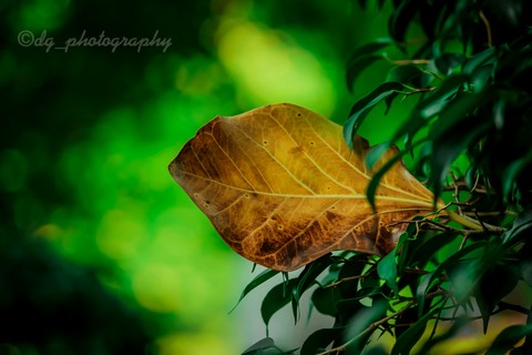 leaf