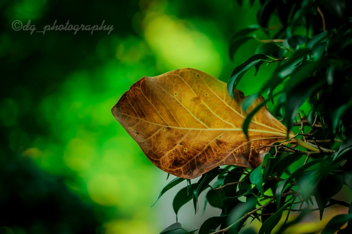 leaf