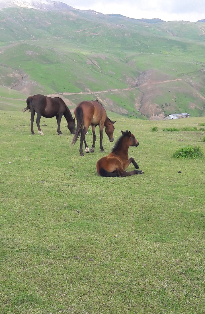 Horses
