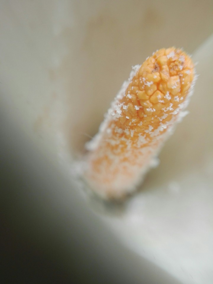 up close to a flower