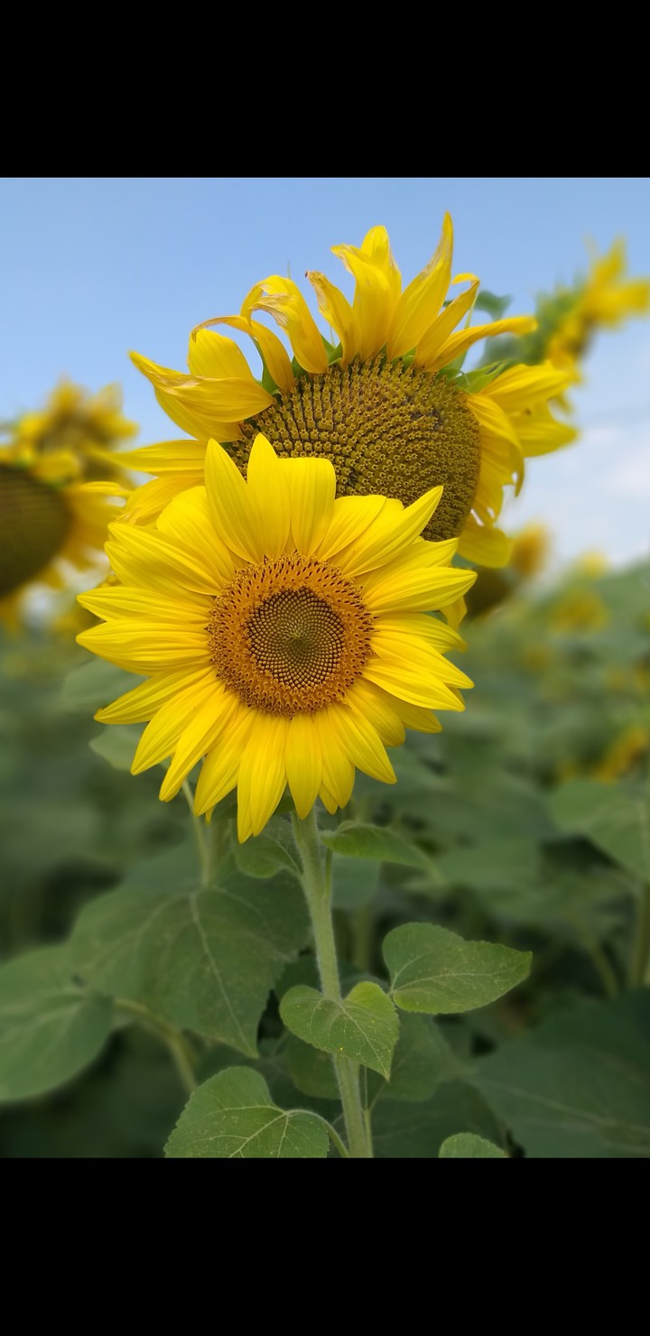 Sunflower