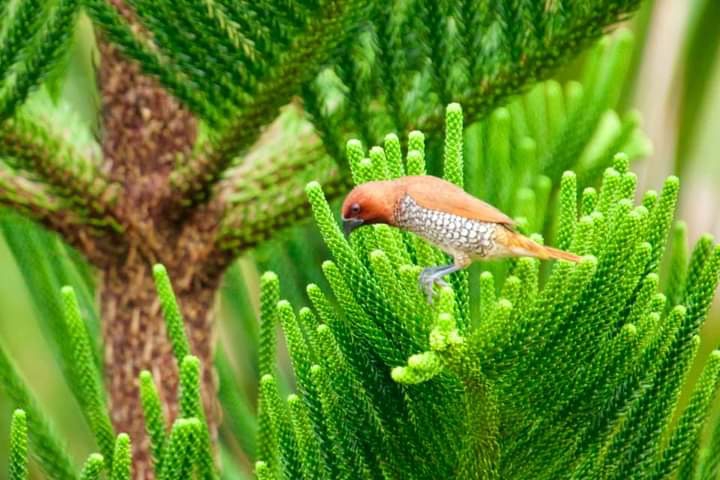 bird