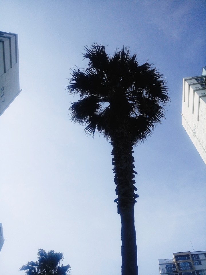 Palm Tree