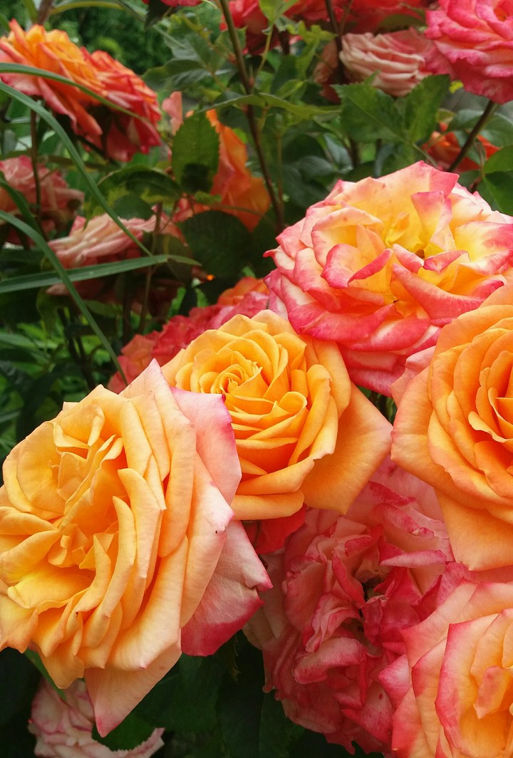 Roses ♡♡♡