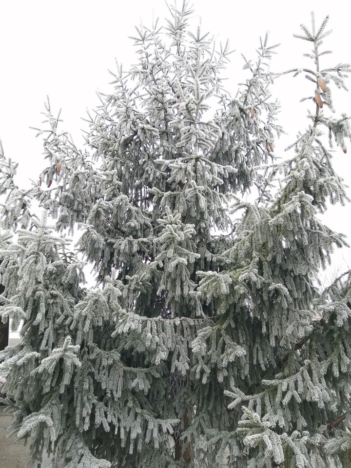 winter new Year
