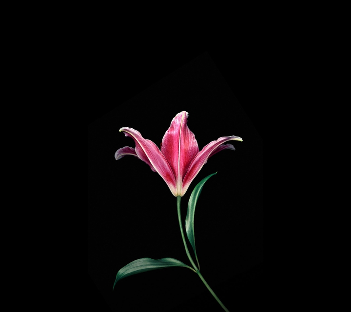 Xiaomi flower